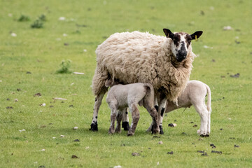 Obraz premium Lambs feeding