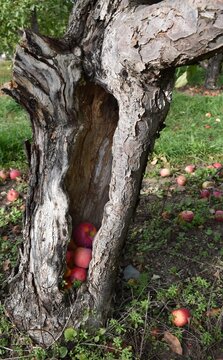 apples in a tree trunk