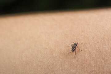 Mosquito picando la piel