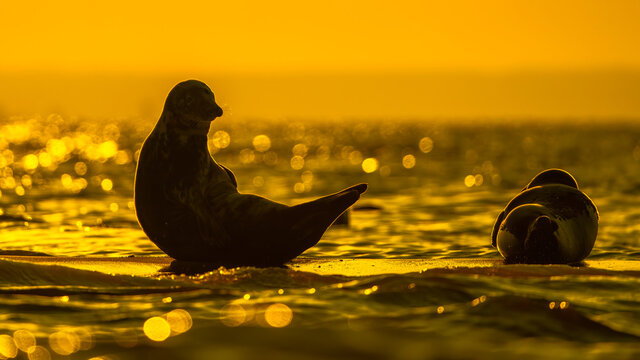 Foka nad Morzem Bałtyckim 