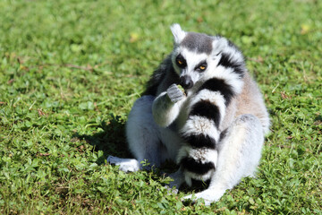 Katta / Ring-tailed Lemur / Lemur catta