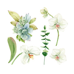 botanical watercolor set with orchid flowers and succulent plants on white background. hand painted for wedding invitations, decor and design © Lana