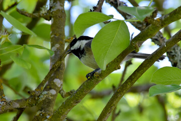 Chickadee Branch 01