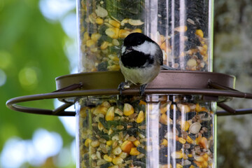 Chickadee Seed 04