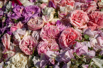 Pink, purple and white roses, petals, bed of roses texture, flower wall