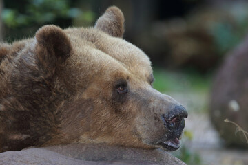 Europ&auml;ischer Braunb&auml;r / European brown bear/ Ursus arctos
