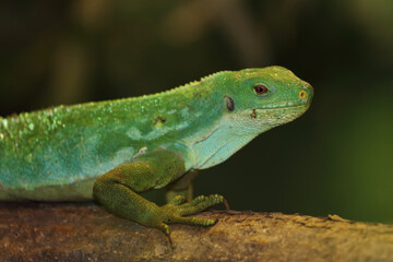 Gebänderter Fidschileguan / Fiji banded iguana or Lau banded iguana / Brachylophus fasciatus