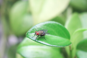La mosca