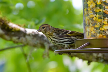 Pine Sisken Finch 01