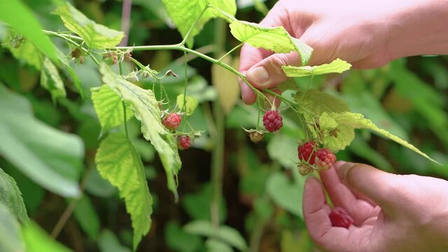 Female hands collecting ripe raspberry from a branch in sunny day, 4K close up 