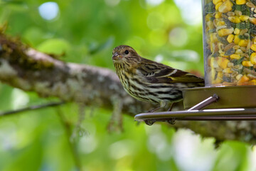Pine Sisken Finch 04