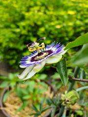 Beautiful passiflora flower in bloom with a soft background.
