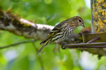 Pine Sisken Finch 09