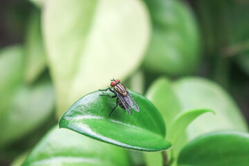 La mosca va a volar