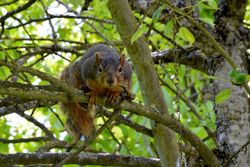 Naklejka na ściany i meble Fox Squirrel on Branch 03