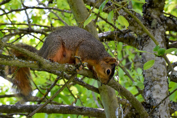 Fox Squirrel on Branch 04