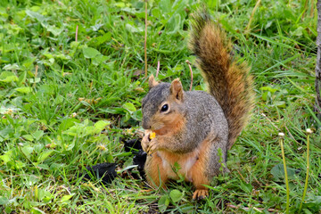 Fox Squirrel Grounded 02