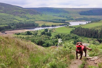 brown working cocker spaniel dog hiking in the peak district in harness adventure