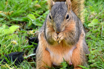 Fox Squirrel Grounded 19