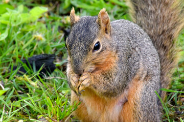 Fox Squirrel Grounded 21