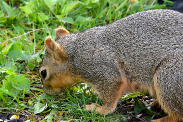Fox Squirrel Grounded 23