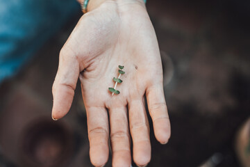 Plant care. Female hand holding plant green concept. Environment Earth Day In the hands of trees growing seedlings. 