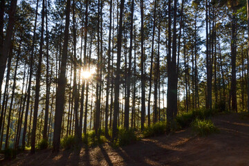 sunset in the forest