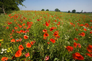 Field poppies growing at the edge of a field of oilseed rape in summer, United Kingdom