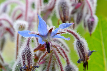Star Borage 02
