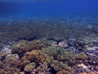 Fototapeta na wymiar Coral reefs and school of fish underwater, in the Rock Islands Southern Lagoon, Palau, Pacific island