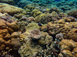 Naklejka na ściany i meble Underwater, Coral reefs in the Rock Islands Southern Lagoon, Palau, Pacific island