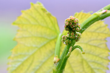 Baby Grapes 02
