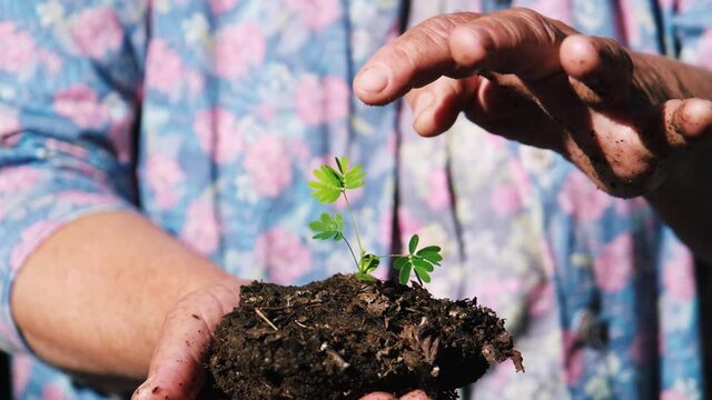 Folding response or "sleep" or nyctinastic movement. Upon touching the compound leaf of a Touch-me-not (Mimosa pudica) plant with a finger, the leaflets start to fold up.