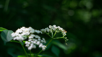 small white flowers in the summer
