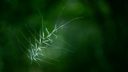 A plant with white branches