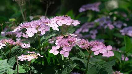 Bee collecting pollen from a pink flower