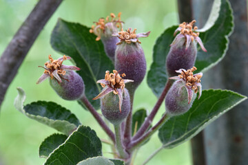 Baby Apple Family 04