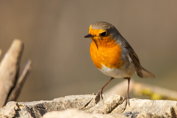 a robin bird on the blurry background 
