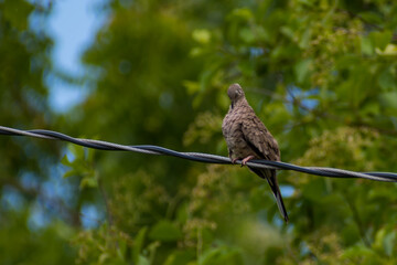Hermosas Aves en bosques de Usulutan, El Salvador