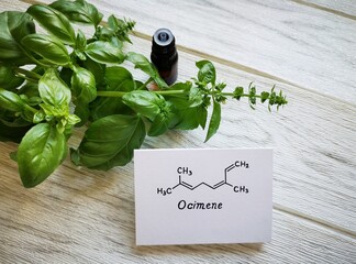 Basil essential oil in a glass bottle with fresh green basil leaves and structural chemical formula...