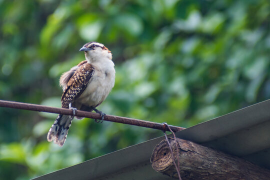 Lindas aves en El Salvador