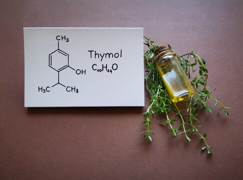 Thyme essential oil in a glass bottle with fresh green thyme twigs and structural chemical formula of thymol. Thymol is the major component of thyme oil. Aromatherapy concept.