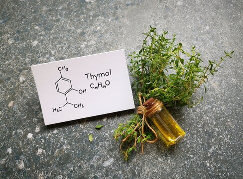Thyme essential oil in a glass bottle with fresh green thyme twigs and structural chemical formula of thymol. Thymol is the major component of thyme oil. Aromatherapy concept.