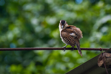 Hermosas Aves en bosques de Usulutan, El Salvador