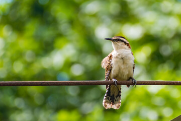 Hermosas Aves en bosques de Usulutan, El Salvador