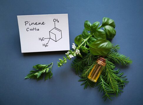 Structural chemical formula of pinene with essential oil in a glass bottle, fresh evergreen branches, basil, and parsley. Pinene is a terpene found in coniferous trees as well as in basil and parsley.