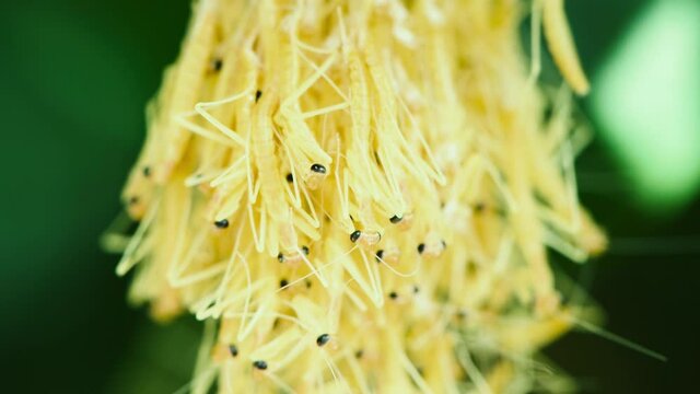 Praying mantis nymphs