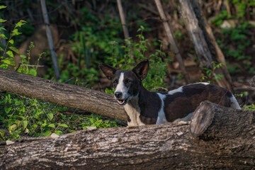 Lindo perrito paseando en bosque de Usulutan, El Salvador - obrazy, fototapety, plakaty