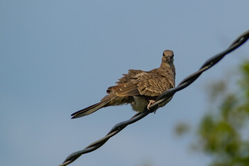 Hermosas Aves en bosques de Usulutan, El Salvador