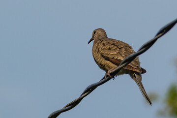 Hermosas Aves en bosques de Usulutan, El Salvador